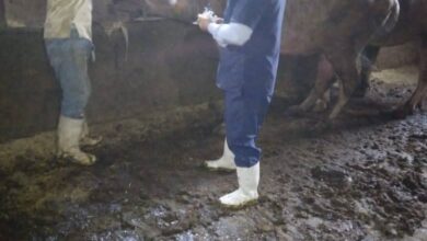 صورة ارشيفية