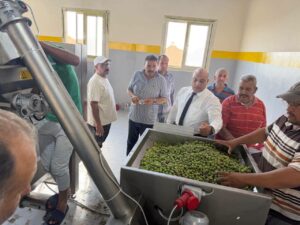بشائر إنتاج الزيتون في سيناء 