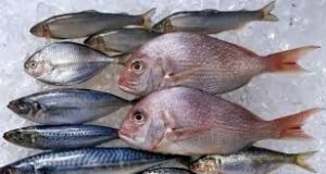 أسعار الأسماك اليوم